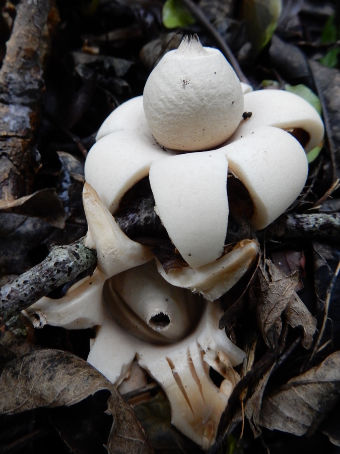 Earthstar 